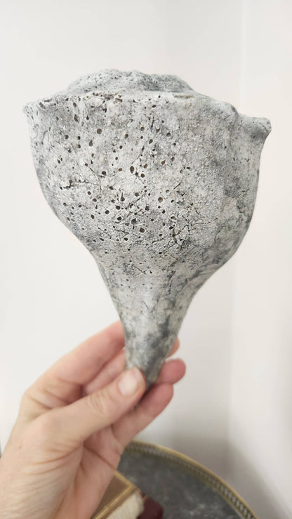 Natural Fossilized Whelk Shell Specimen – Large Coastal Deco