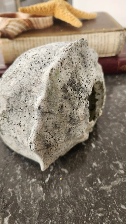 Natural Fossilized Whelk Shell Specimen – Large Coastal Deco