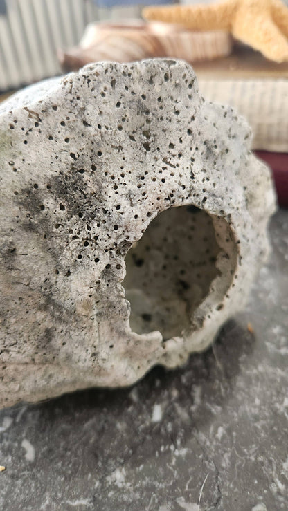 Natural Fossilized Whelk Shell Specimen – Large Coastal Deco