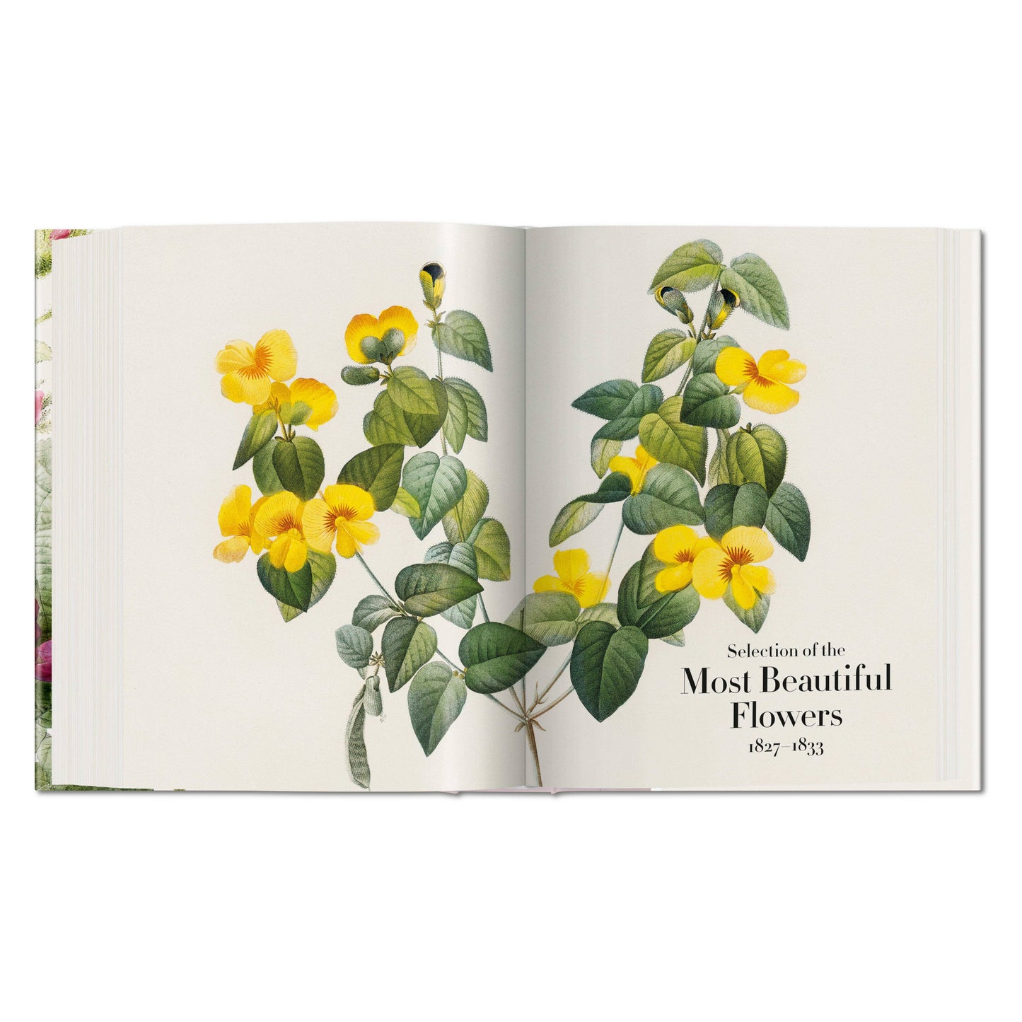 Redouté. The Book of Flowers (German, French, English)