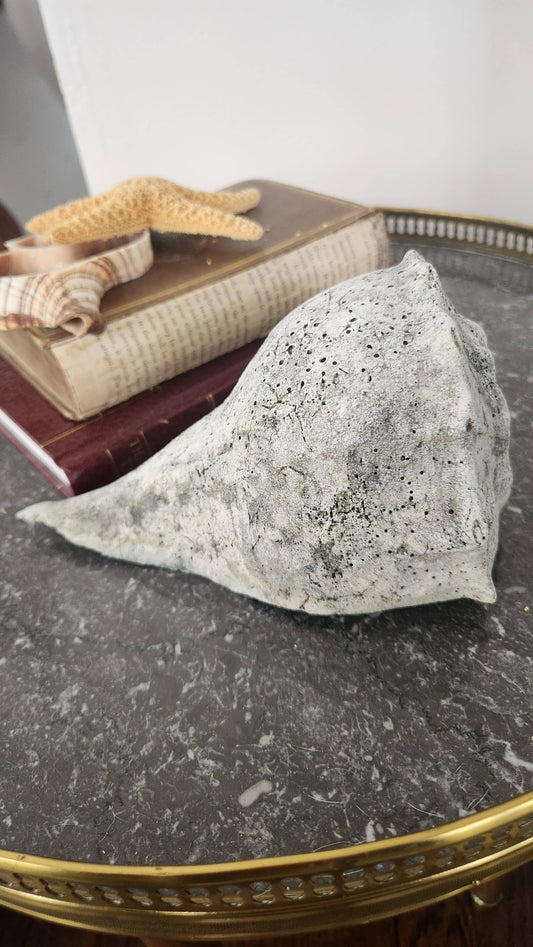 Natural Fossilized Whelk Shell Specimen – Large Coastal Deco