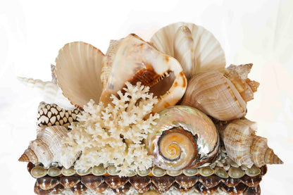 Shell Box Medium