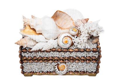 Conch Shell Box Large