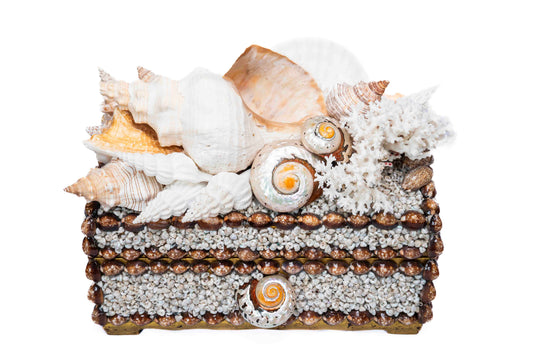 Conch Shell Box Large