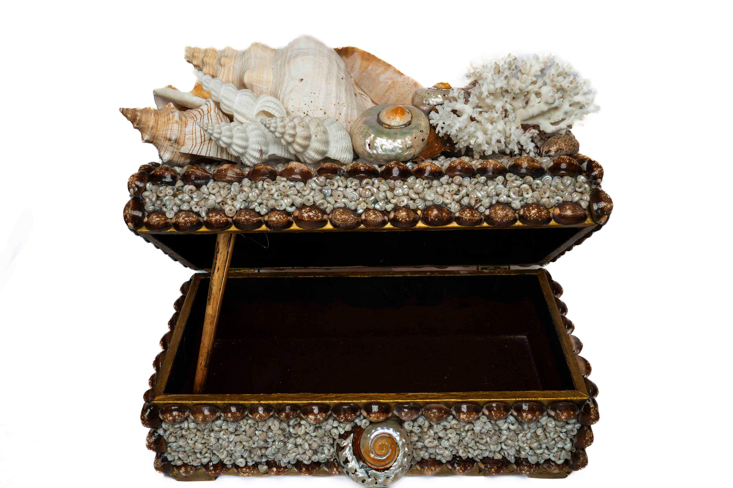 Conch Shell Box Large