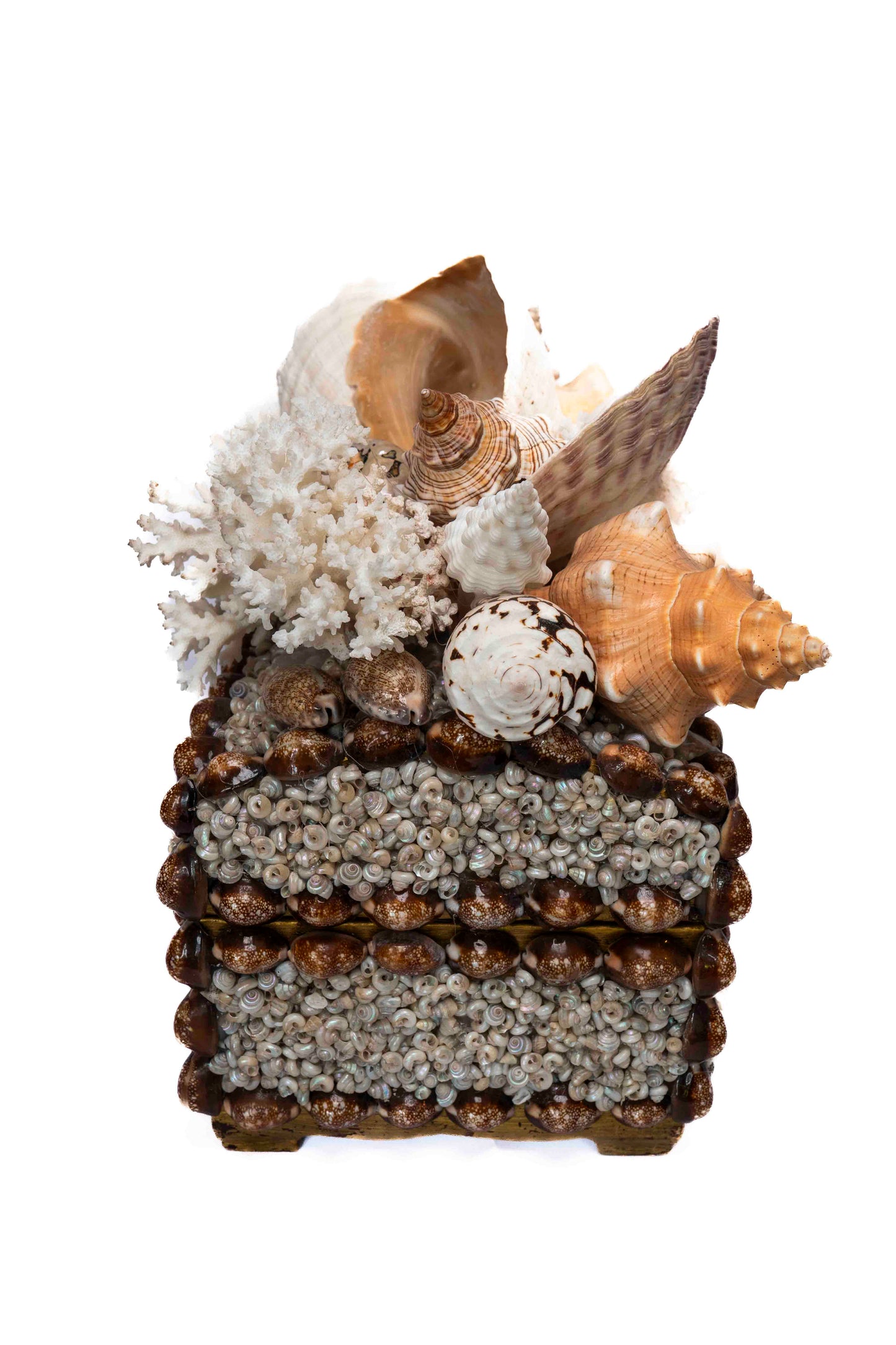 Conch Shell Box Large