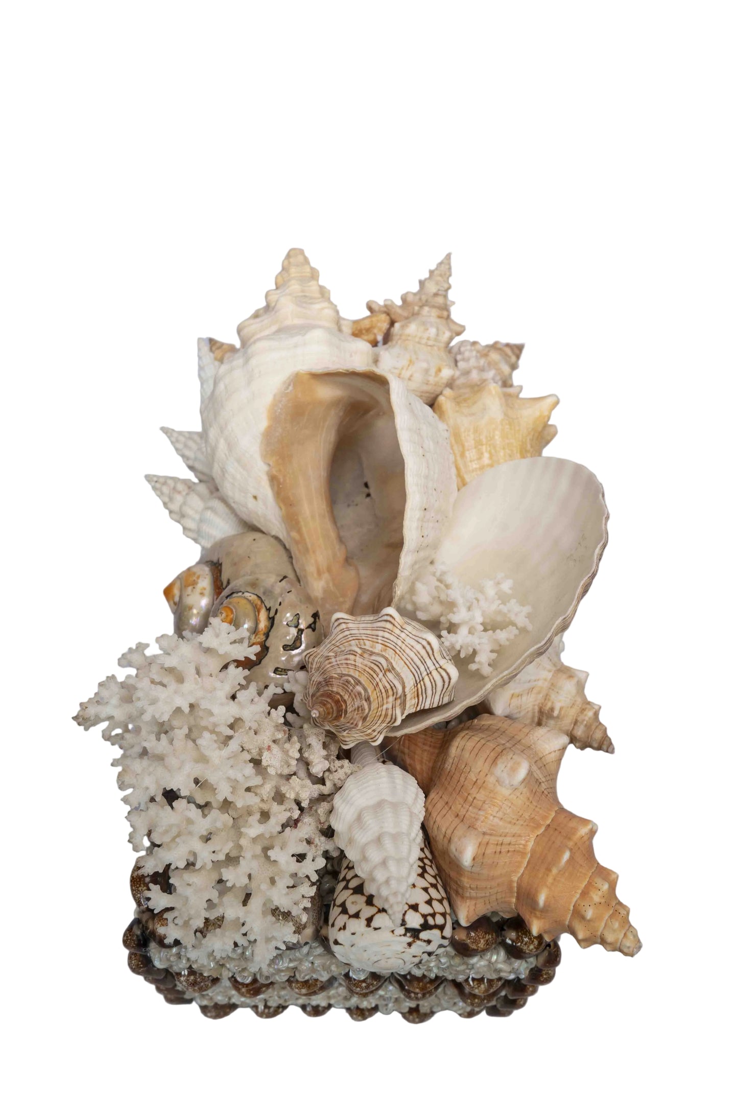 Conch Shell Box Large