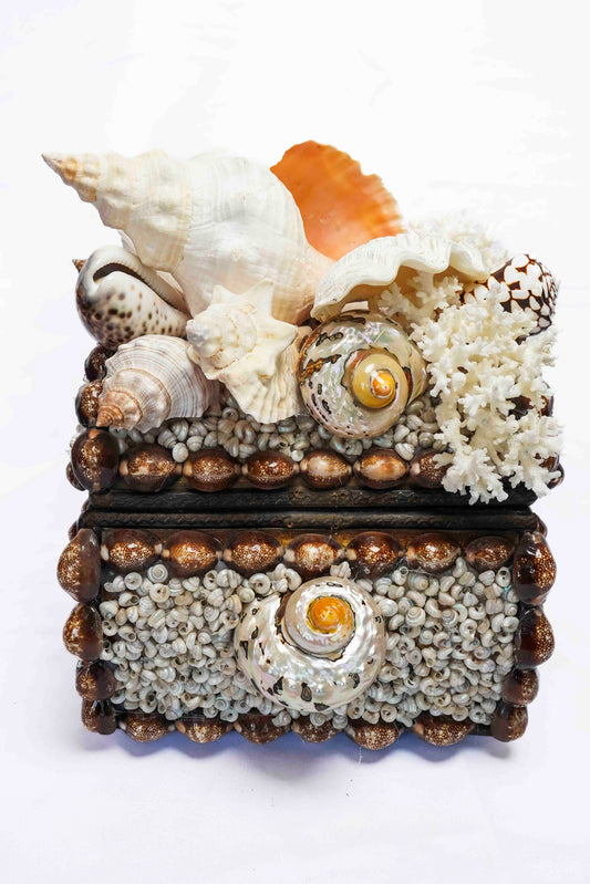 Conch Shell Box Small