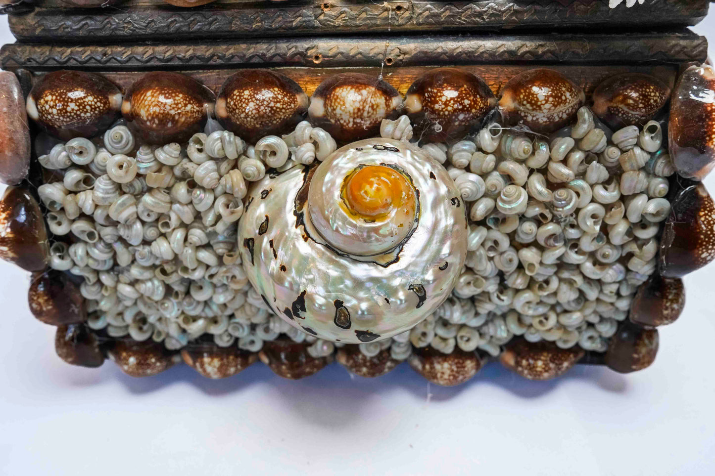 Conch Shell Box Small