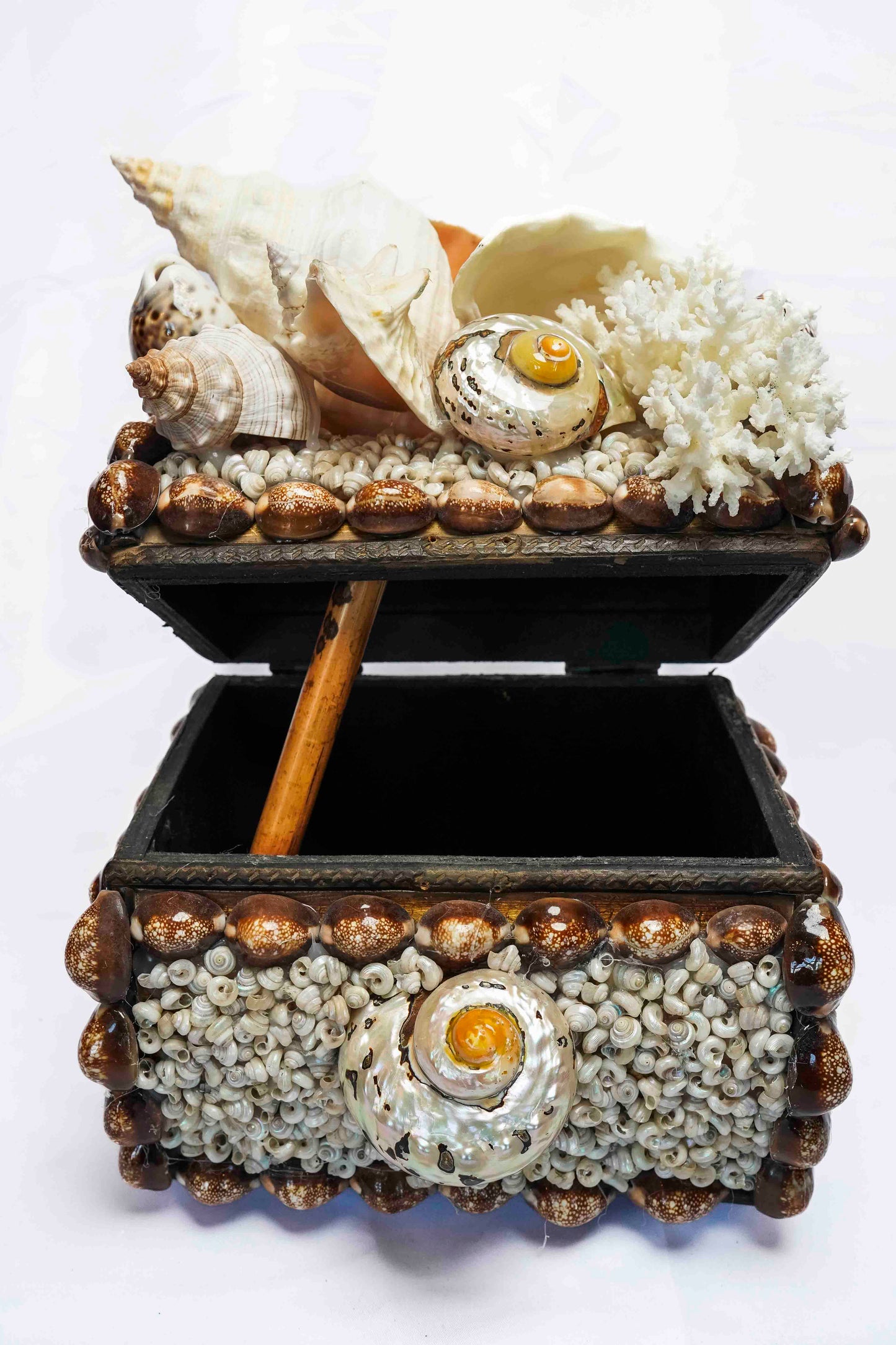 Conch Shell Box Small
