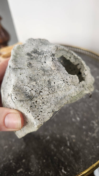 Natural Fossilized Whelk Shell Specimen – Large Coastal Deco