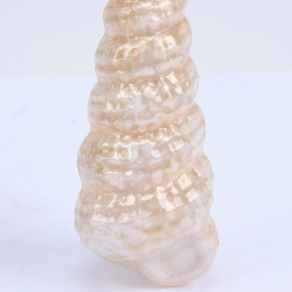 Cone Shell Glass Ornament