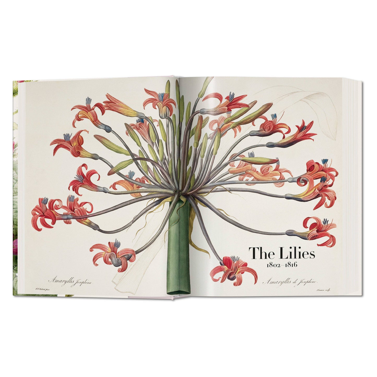 Redouté. The Book of Flowers (German, French, English)