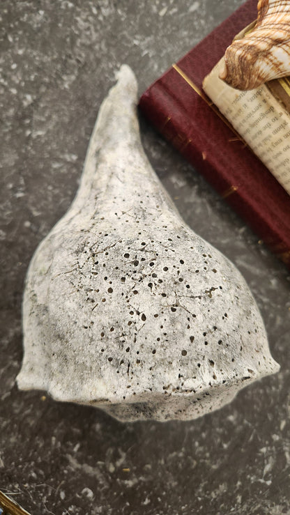 Natural Fossilized Whelk Shell Specimen – Large Coastal Deco