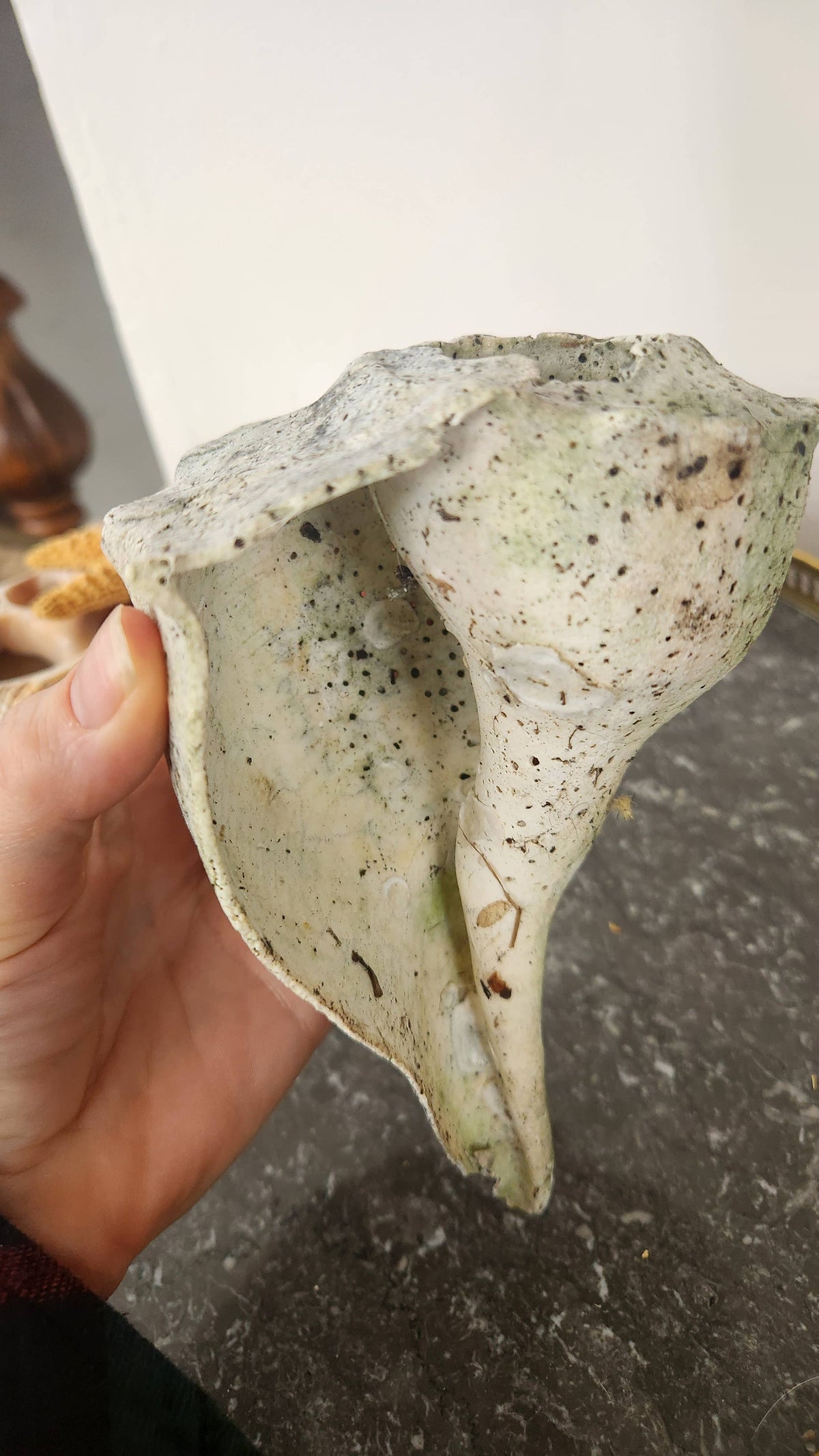 Natural Fossilized Whelk Shell Specimen – Large Coastal Deco